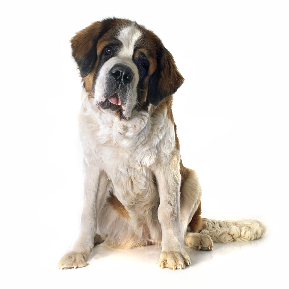 Hund über 25kg